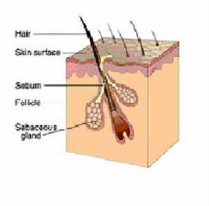 skin2.jpg